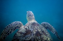 Animals;-Comoros-Archipelago;-Diving;-France;-Green-turtle;-Indian-Ocean;-Kaleidos;-Kaleidos-images;-La-parole-à-limage;-Laurent-Abad;-Marine-life;-Mayotte;-Sea;-Sea-turtle;-Stories-Pictures
